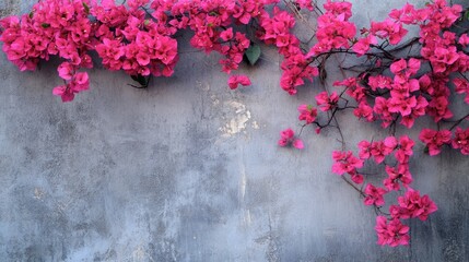 Vibrant Bougainvillea Flowers Against Rustic Gray Wall Texture