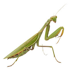 Praying Mantis: Stunning Closeup Image png