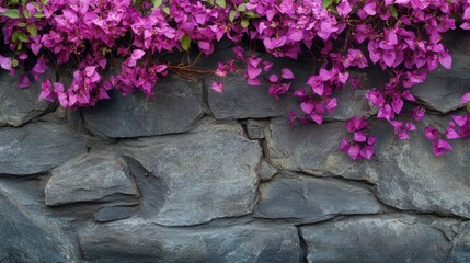 Vibrant Purple Bougainvillea Flowers Over Rustic Stone Wall