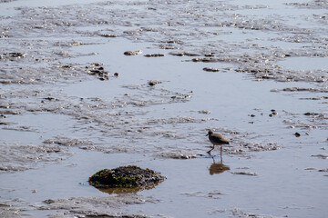 Small wading bird on mud at low tide on River Dee estuary