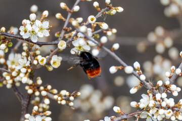 A black and orange bee is flying over a branch with white flowers. The branch is covered in white...