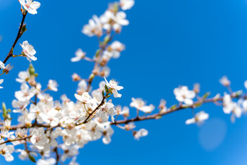 A tree branch is adorned with beautiful white flowers that are blooming in the clear blue sky. The sky is a perfect shade of blue, and the flowers are scattered throughout the branch