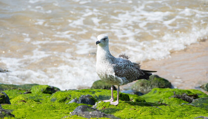 Möwe Nordsee Niederland