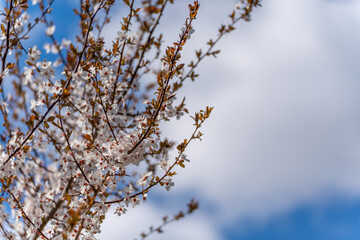 A tree with white flowers and a blue sky. The sky is partly cloudy. The tree is in the foreground