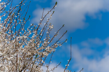 A tree with white flowers and a blue sky. The sky is clear and the sun is shining