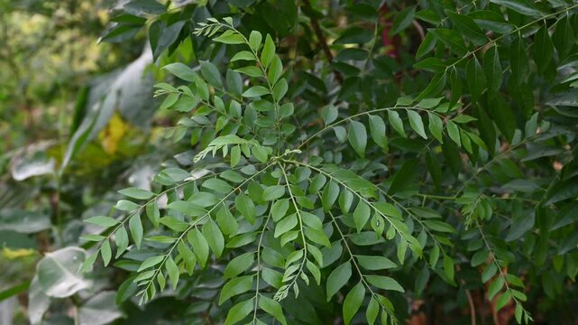 The curry tree (Murraya koenigii) or curry leaf tree. Curry berry leaf tree with green leaves background