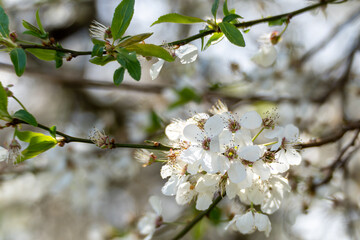 Obraz premium A white flower with green leaves. The flower is in the middle of the branch