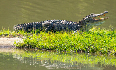 alligator showing his teeth