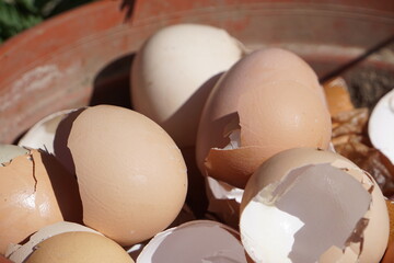 Crushed eggshells are scattered across the surface, revealing their fragile texture. The soft, broken pieces form a delicate, natural pattern.

