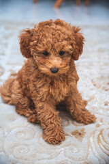 Adorable baby dog poodle portre
