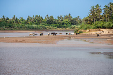 stado kr&oacute;w przy wodopoju w Kenii