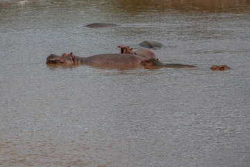 rodzina hipopotam&oacute;w