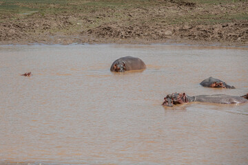 Rodzina hipopotamów nilowych (Hippopotamus amphibius) kąpiących się w rzece Galana. Kenia, Afryka © Kamil_k2p