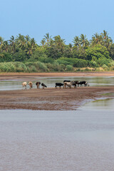 stado kr&oacute;w podczas postoju przy rzece