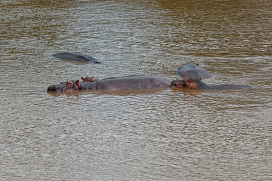 Fototapeta Rodzina hipopotamów nilowych (Hippopotamus amphibius) kąpiących się w rzece Galana. Kenia, Afryka