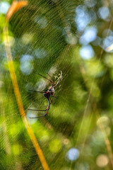 Nephila clavipes – gatunek pająka z rodziny prządkowatych (Nephilidae). Występuje w lasach tropikalnych. Cechą charakterystyczną pająków z rodzaju Nephila jest budowa dużych sieci łownych © Kamil_k2p