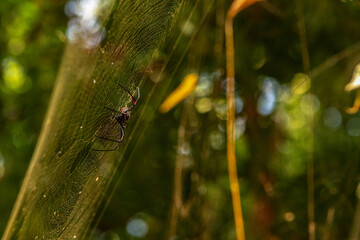 Nephila clavipes – gatunek pająka z rodziny prządkowatych (Nephilidae). Występuje w lasach tropikalnych. Cechą charakterystyczną pająków z rodzaju Nephila jest budowa dużych sieci łownych © Kamil_k2p