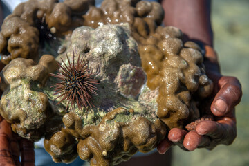 mały jeżowiec (Echinoidea) na kawałku rafy koralowej wyjętej z oceanu indyjskiego przez przewodnika podczas blue safari w Kenii okolicy Mombasy
