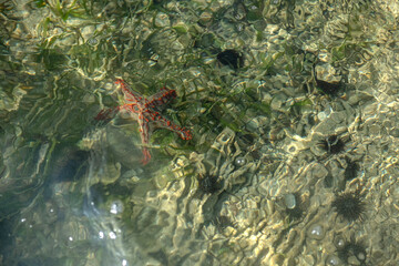 Rozgwiazda pospolita (Asterias rubens), piękna, szara z czerwonymi wypustkami w towarzystwie czarnych jeżowców, na dnie oceanu indyjkskiego Wodne safari, okolice Mombasy, Kenia, Afryka © Kamil_k2p