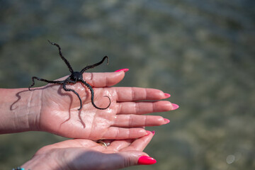 Wężowidła - Brittle stars, denne zwierzęta morskie, o gwiaździstej budowie ciała podobnej do rozgwiazd. Osobnik na kobiecej dłoni, Ocean Indyjski, safari morskie, Kenia