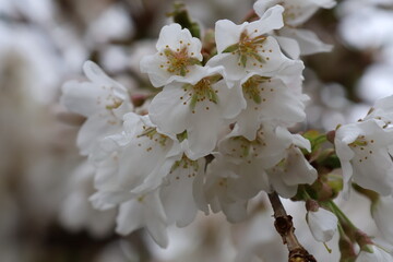Obraz premium Cherry Blossom buds blooming in early April.