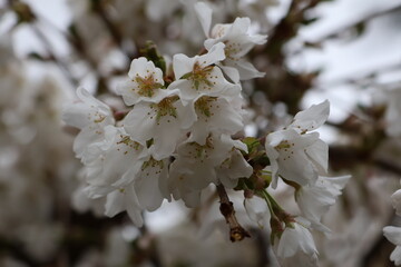 Cherry Blossom buds blooming in early April.
