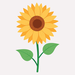 sunflower with leaf isolated on white background, sunflower in flat vector style