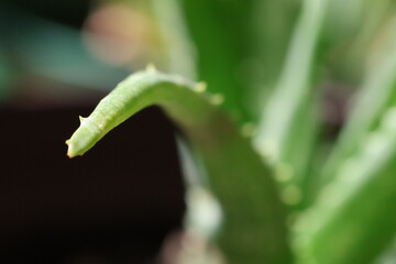 Aloe Vera plant soaking up the morning sunlight indoors.