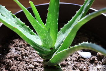 Aloe Vera plant soaking up the morning sunlight indoors.