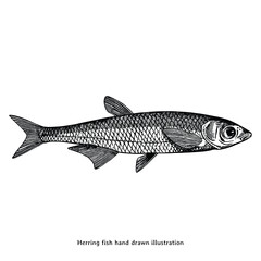 Vintage Herring Fish Hand Drawn Illustration – Detailed Black and White Engraving Style