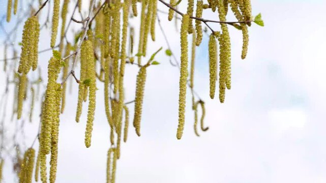 pollen dust animation over hanging blooming birch tree branch in slow motion wind isolated on white sky, pollination in spring concept for allergy pharmacy