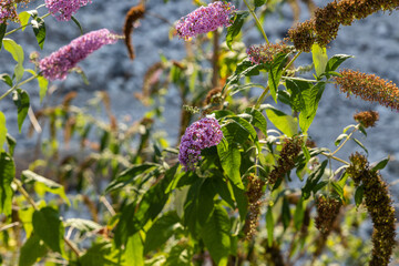vista macro di alcuni esemplari di fiore di Buddleja davidii, attaccati ai rami della pianta, di giorno, in estate,