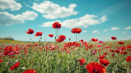 Fototapeta premium Vibrant Red Poppies under a Summer Sky
