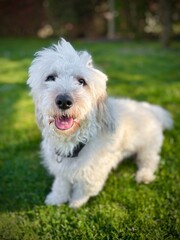 petit chien de compagnie