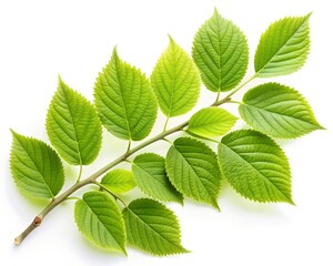 Fototapeta na wymiar green leaves isolated on white background