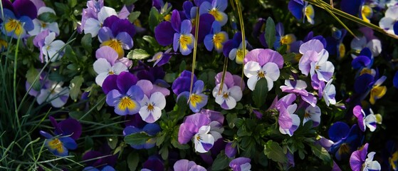 A vibrant cluster of pansies in shades of purple, white, and yellow. Their heart-shaped petals create a playful and colorful scene, perfect for nature and gardening themes.
