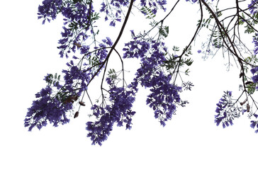 Flowers of blue jacaranda, Jacaranda mimosifolia, isolated on white 
