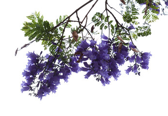 Flowers of blue jacaranda, Jacaranda mimosifolia, isolated on white 