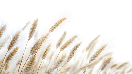Delicate stalks of wheat, captured against a bright white background, creating a sense of purity.
