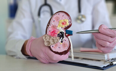 Medical professional demonstrates kidney anatomy with 3D model in clinical