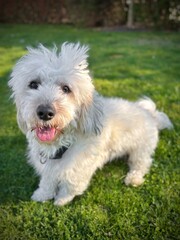 Bichon frisé adorable