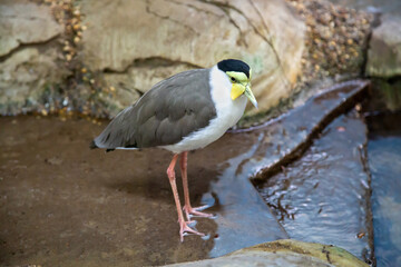 A soldier's lapwing bird (Latin Vanellus miles novaehollandiae) with a yellow beak standing in the water against a background of rocks. Birds, ornithology, ecology.
