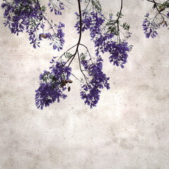 stylish square textured old paper background with Flowers of blue jacaranda, Jacaranda mimosifolia
