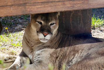 Naklejka premium A cougar lying under a wooden canopy on a sunny day. Animals, mammals, predators.
