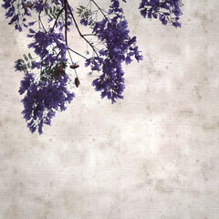 stylish square textured old paper background with Flowers of blue jacaranda, Jacaranda mimosifolia
