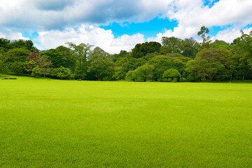 Bright green lawn in tropical park