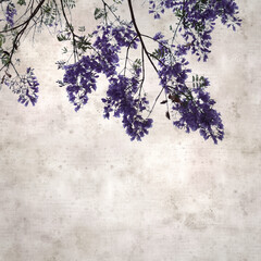 stylish square textured old paper background with Flowers of blue jacaranda, Jacaranda mimosifolia