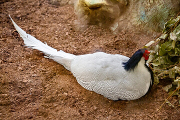 A silver pheasant bird with a red head and a beautiful white tail sitting on the ground on a sunny...