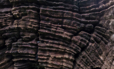 The texture of the bark of an old tree in the forest.