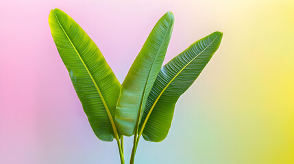 Fototapeta premium Vibrant Tropical Banana Leaves Against Pastel Background